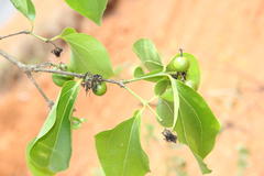 Strychnos nux-vomica